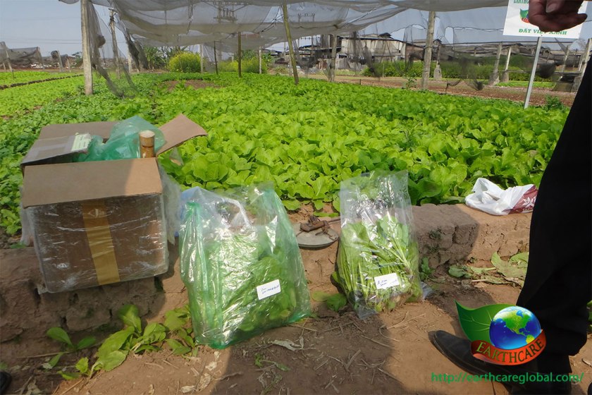 38-percent-Yield-Increase-with-Earthcare-with-Sumagrow-inside-formula-for-Asian-Vegetable