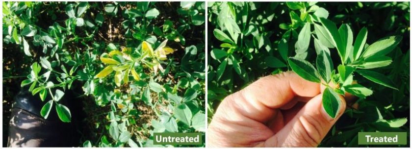 Lucerne-Alfalfa -- South Africa close up