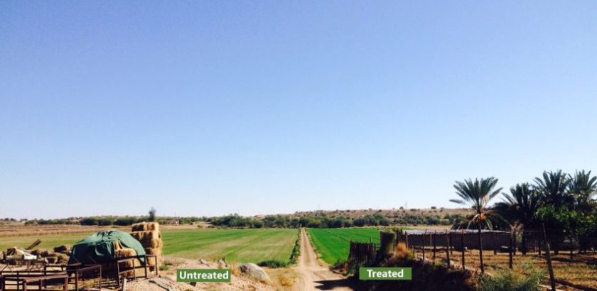 Lusern-Alfalfa-South Africa -- field comparison160126