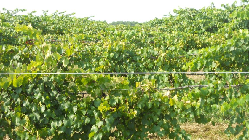 Muscadine Grapes with SG Quitman MS