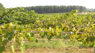 Muscadine Grapes without SG Quitman MS