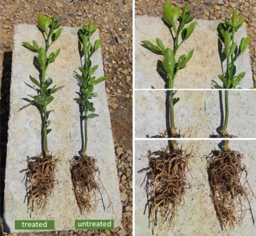 South Africa 7 week old orange seedlings