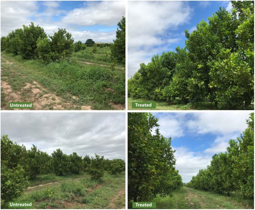 South Africa Lemon tree comparison