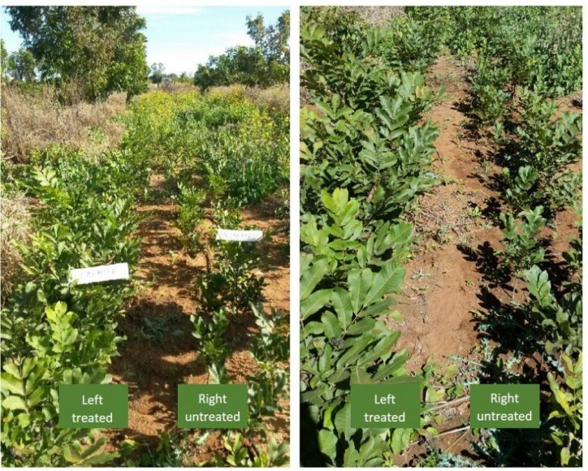 South Africa -- Pecan-Nut-Trees-control vs Treated