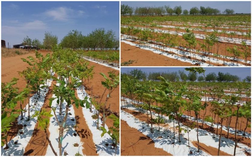 South Africa -- Pecan-Nut-trees-planted-with-ExploGrow-microbial-biofertiliser-doubled-growth-rate
