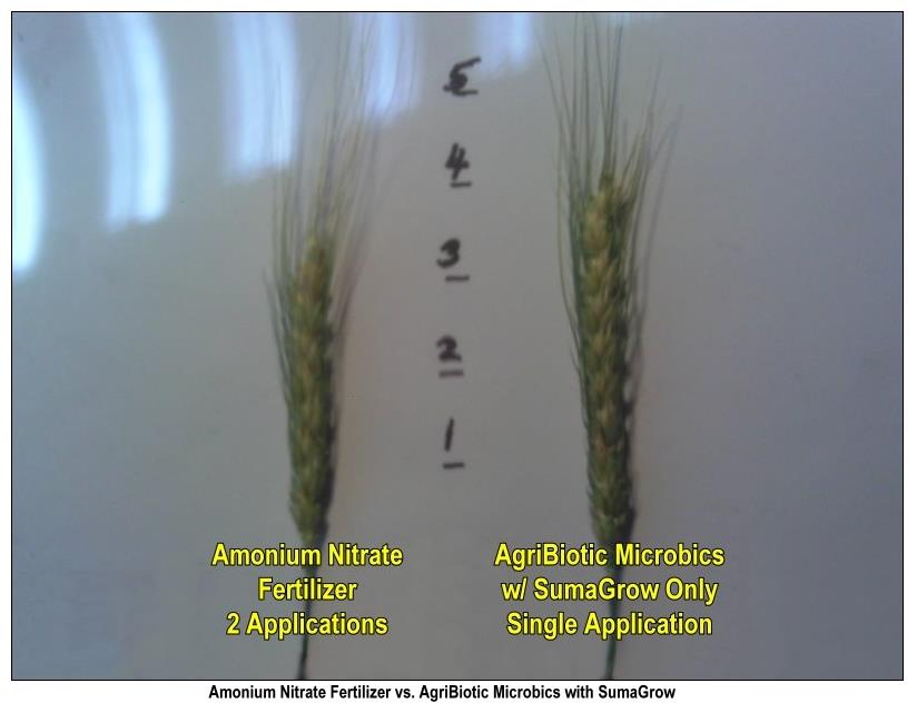 Texas Wheat Trial Agribiotics Wheat Tillers