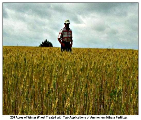 Texas Winter Wheat treated with fertilizer