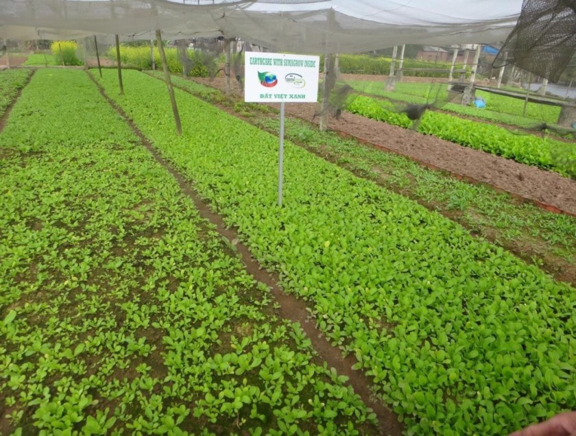 Vietnam Broccoli Trial rows