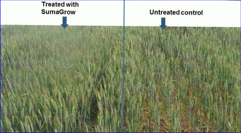 wheat grown in China during a drought SumaGrow treated versus grower standard -- yield differntial was 125%