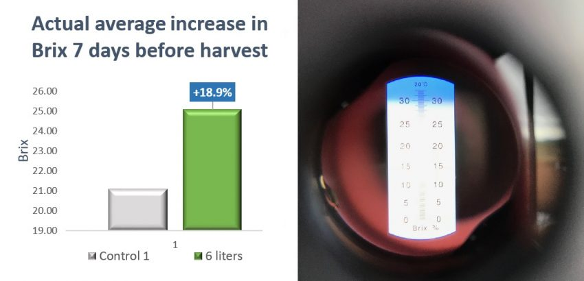 32.56% Increased Sugarcane Yield using SumaGrow pic 4