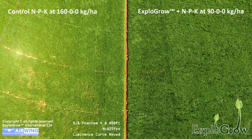 32.56% Increased Sugarcane Yield using SumaGrow pic5