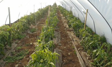 Central Sicily (Italy)– Bell Peppers pic 2