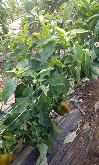 Central Sicily (Italy)– Bell Peppers pic 3