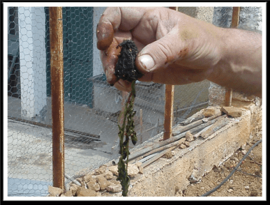 Greece – Alfalfa, Tomatoes, Peppers, and Eggplants pic 1.png