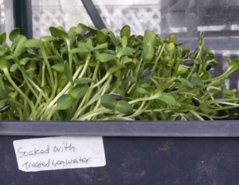 organic-sunflower-sprouts-pic-1.png