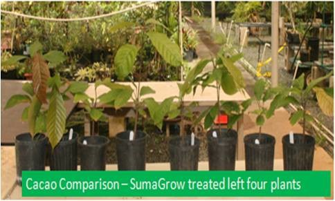 SumaGrow Improves BRIX Levels pic 1.jpg