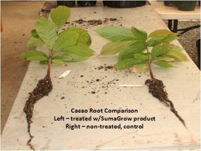 SumaGrow Increased Mean Height by 35.5% pic 1