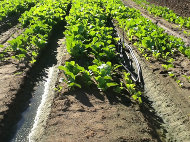 URB Water – First Trial pic 2