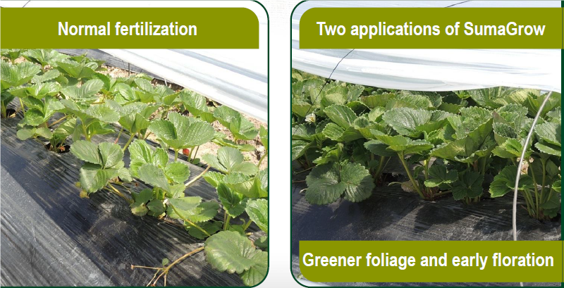 25% Yield Increase for Strawberries in Dominican Republic pic 1