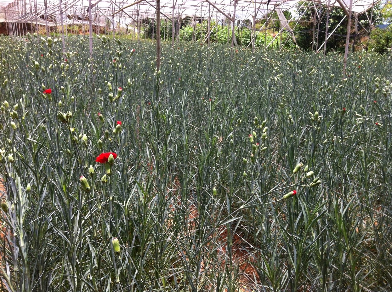 Carnations in Vietnam – 40% Yield Increase.jpg
