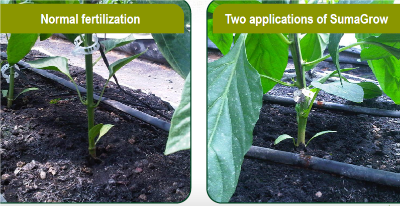 SumaGrow Increased the Weight of Bell Peppers in Dominican Republic by 14.3% pic 2