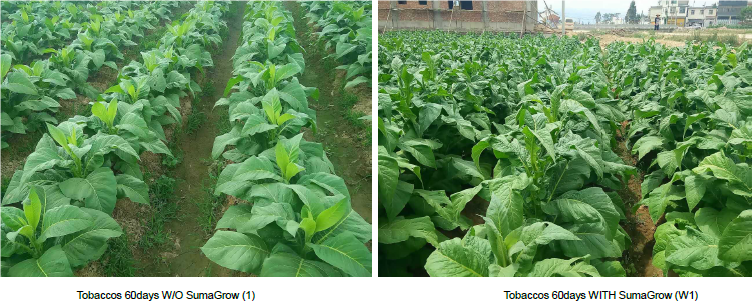 Tobacco – Yunnan, China pic 1