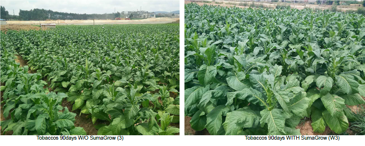 Tobacco – Yunnan, China pic 2