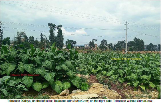 Tobacco – Yunnan, China pic 3