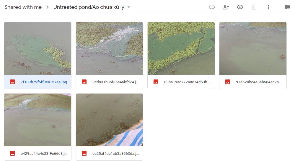 Vietnam Untreated Pond Feb 2020